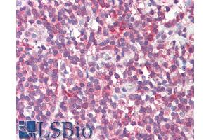 ABIN768655 (5µg/ml) staining of paraffin embedded Human Tonsil. (MTHFD1L anticorps  (AA 535-538))