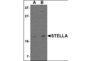 Western blot analysis of Stella in 293 cell lysate with this product at (A) 1 and (B) 2 μg/ml.