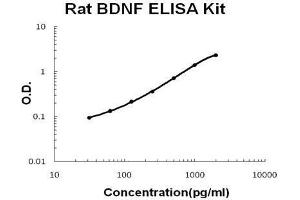 Rat BDNF PicoKine ELISA Kit standard curve