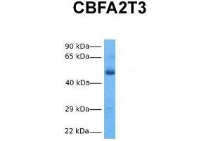 Host:  Rabbit  Target Name:  CBFA2T3  Sample Tissue:  Human Fetal Lung  Antibody Dilution:  1. (CBFA2T3 anticorps  (N-Term))