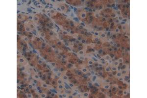 IHC-P analysis of stomach tissue, with DAB staining. (QARS anticorps  (AA 2-206))