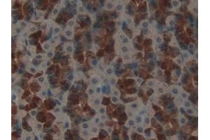 Detection of GATA4 in Rat Stomach Tissue using Polyclonal Antibody to GATA Binding Protein 4 (GATA4)