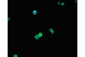 Immunofluorescent analysis of HepG2 cells using ABIN7145646 at dilution of 1:100 and Alexa Fluor 488-congugated AffiniPure Goat Anti-Rabbit IgG(H+L)