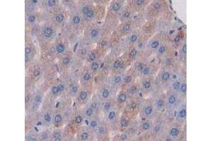 IHC-P analysis of Mouse Tissue, with DAB staining. (ABCA13 anticorps  (AA 4692-4931))