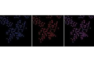 HeLa cells stained with the H3pan Monoclonal Antibody and with DAPI. (Histone 3 anticorps  (C-Term))