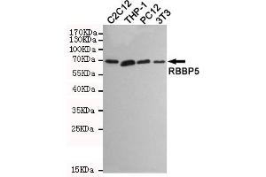 Western blot detection of RBBP5 in C2C12,THP-1,PC12 and 3T3 cell lysates using RBBP5 mouse mAb (1:1000 diluted). (RBBP5 anticorps)