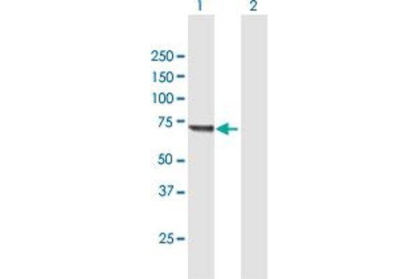 KLHL20 antibody  (AA 1-609)