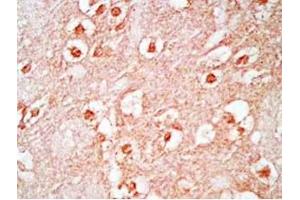 Mouse brain tissue was stained by Rabbit Anti-Neuropeptide S, Prepro (23-67)  (Mouse) Antibody