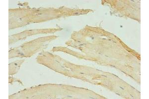 Immunohistochemistry of paraffin-embedded human skeletal muscle tissue using ABIN7171221 at dilution of 1:100 (STX1A anticorps  (AA 2-228))