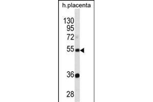TEKT3 Antibody (N-term) (ABIN1881875 and ABIN2838434) western blot analysis in human placenta tissue lysates (35 μg/lane). (Tektin 3 anticorps  (N-Term))