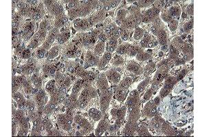 Image no. 13 for anti-TSC22 Domain Family, Member 1 (TSC22D1) antibody (ABIN1501535) (TSC22D1 anticorps)