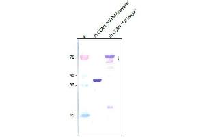 Western analysis of recombinant Human CCM-1 (FERM domain) and recombinant Human full length CCM-1 using a Rabbit polyclonal anti-Human CCM-1 antibody Cat. (KRIT1 anticorps  (N-Term))