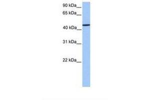 Image no. 1 for anti-Zinc Finger Protein 680 (ZNF680) (AA 144-193) antibody (ABIN6739472) (ZNF680 anticorps  (AA 144-193))