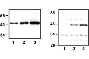LEFT: 1:1,000 (1μg/mL) Ab dilution used in WB of HEK293 cell lysate, 5μg (1), 10μg (2), and 30μg (3) of cell lysate used, RIGHT: IP of anti-ERK1 (1μL) using HeLa cell lysate, 10μg (1), 25μg (2), and 50μg (3) of cell lysate used (ERK1 anticorps)