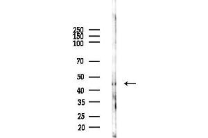 Western blot analysis of lysates from Mouse liver, using STAP-2 Antibody at 1/1000 dilution.