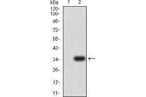 Western blot analysis using ACTH mAb against HEK293-6e (1) and ACTH-hIgGFc transfected HEK293-6e (2) cell lysate. (ACTH anticorps)