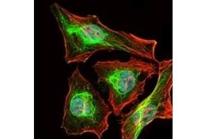 Immunofluorescence (IF) image for anti-BPI Fold Containing Family B, Member 1 (BPIFB1) antibody (ABIN1108057)