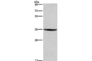 Western Blot analysis of HT-29 cell using GPR171 Polyclonal Antibody at dilution of 1:400 (GPR171 anticorps)