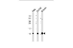 All lanes : Anti-GNG12 Antibody (C-Term) at 1:2000 dilution Lane 1: Hela whole cell lysate Lane 2: D whole cell lysate Lane 3: mouse brain lysate Lysates/proteins at 20 μg per lane. (GNG12 anticorps  (AA 37-68))