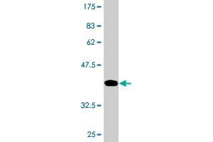 Western Blot detection against Immunogen (36. (UPF3A anticorps  (AA 274-374))