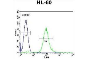 METTL10 Antibody (N-term) flow cytometric analysis of HL-60 cells (right histogram) compared to a negative control cell (left histogram). (METTL10 anticorps  (N-Term))