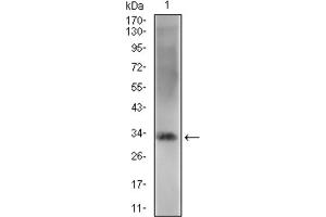 Western blot analysis using ZFP42 antibody against HEK293 (1) and ZFP42 (AA: 249-310) -hIgGFc transfected HEK293 (2) cell lysate. (ZFP42 anticorps  (AA 249-310))