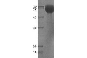Validation with Western Blot