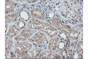 Image no. 2 for anti-Fragile X Mental Retardation 1 (FMR1) (AA 26-279) antibody (ABIN1491292)