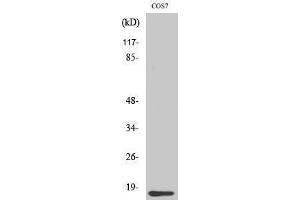 Western Blotting (WB) image for anti-Cytochrome C, Somatic (CYCS) (N-Term) antibody (ABIN3174629) (Cytochrome C anticorps  (N-Term))