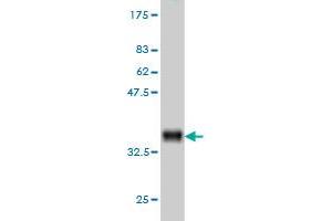 Western Blot detection against Immunogen (35. (Calpain S1 anticorps  (AA 172-260))