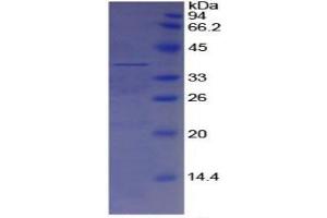 SDS-PAGE of Protein Standard from the Kit  (Highly purified E.