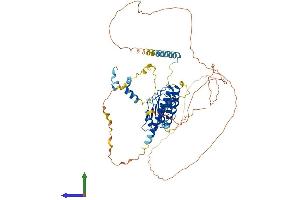 AlphaFold protein structure predicition of Mouse Recombinant Lmod1 Protein, UniprotID Q8BVA4