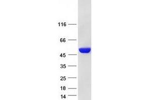Validation with Western Blot