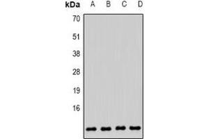Western blot analysis of COX6B1 expression in MCF7 (A), HepG2 (B), mouse brain (C), mouse liver (D) whole cell lysates. (COX6B1 anticorps)