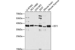 Western blot analysis of extracts of various cell lines, using ISY1 antibody  at 1:3000 dilution. (ISY1 anticorps  (AA 1-307))