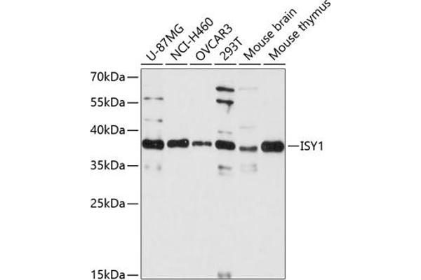 ISY1 抗体  (AA 1-307)