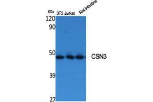 Western Blotting (WB) image for anti-Casein kappa (CSN3) (Internal Region) antibody (ABIN3174583) (CSN3 anticorps  (Internal Region))