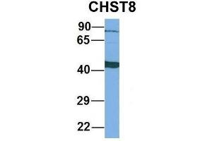 Host:  Rabbit  Target Name:  CHST8  Sample Type:  Human Fetal Liver  Antibody Dilution:  1. (CHST8 anticorps  (Middle Region))