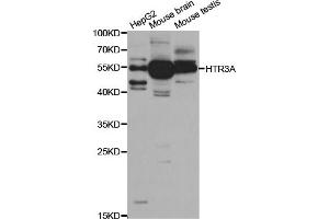 Western blot analysis of extracts of various cell lines, using HTR3A antibody (ABIN5973293) at 1/1000 dilution. (Serotonin Receptor 3A anticorps)