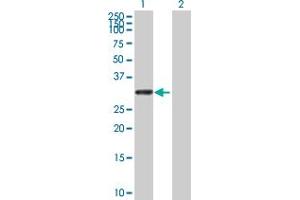 Western Blot analysis of UTP11L expression in transfected 293T cell line by UTP11L MaxPab polyclonal antibody. (UTP11L anticorps  (AA 1-253))