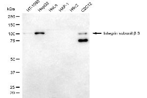 Western blotting analysis using integrin subunit beta 3 antibody (ABIN7799072).