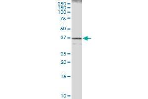 Immunoprecipitation of CASP7 transfected lysate using anti-CASP7 MaxPab rabbit polyclonal antibody and Protein A Magnetic Bead , and immunoblotted with CASP7 purified MaxPab mouse polyclonal antibody (B01P) .