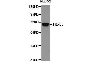 Western Blotting (WB) image for anti-F-Box and Leucine-Rich Repeat Protein 5 (FBXL5) antibody (ABIN1876803) (FBXL5 anticorps)
