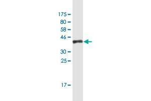 Western Blot detection against Immunogen (36.