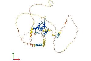 AlphaFold protein structure predicition of Human Recombinant FOXN2 Protein, UniprotID P32314