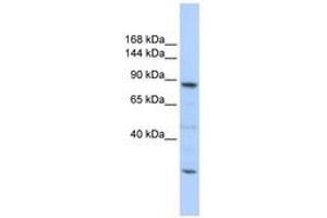 Image no. 1 for anti-CDC5 Cell Division Cycle 5-Like (S. Pombe) (CDC5L) (C-Term) antibody (ABIN6740663) (CDC5L anticorps  (C-Term))