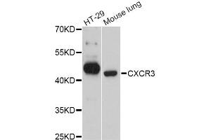 Western blot analysis of extracts of various cell lines, using CXCR3 Antibody (ABIN4903411) at 1:3000 dilution. (CXCR3 anticorps)