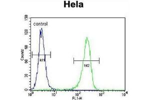 CCNH Antibody (N-term) flow cytometric analysis of Hela cells (right histogram) compared to a negative control cell (left histogram). (Cyclin H anticorps  (N-Term))