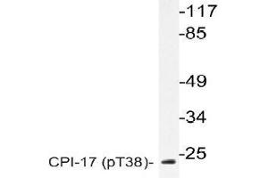 Western blot (WB) analysis of p-CPI-17 antibody in extracts from RAW264. (CPI-17 anticorps  (pThr38))