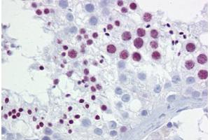 Anti-BRD3 antibody IHC staining of human testis. (BRD3 anticorps  (AA 648-697))